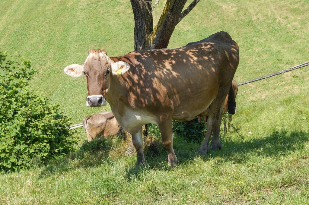 Ferienhaus Hochfelner Sankt Marein bei Knittelfeld Kültér fotó